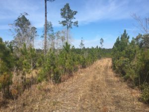 Timber Land for Sale in Millwood Plantation, GA